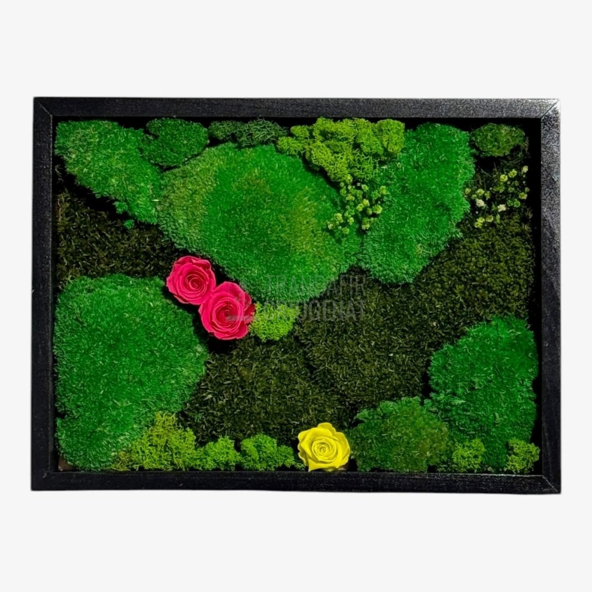Tablou Natural 30x40 Cm Cu Mușchi Stabilizat Licheni Decorativi Și Trandafiri Criogenați În Rama Neagră - Trandafir - Criogenat.ro
