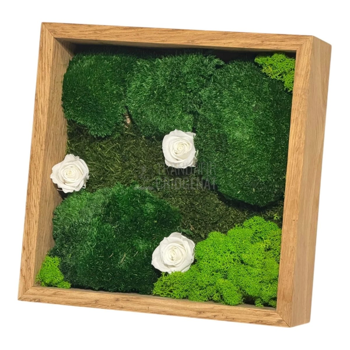 Tablou Natural Cu 3 Trandafiri Criogenați Albi Mușchi Și Licheni Ramă Stejar Masiv 27x27 Cm Elegant - Trandafir - Criogenat.ro