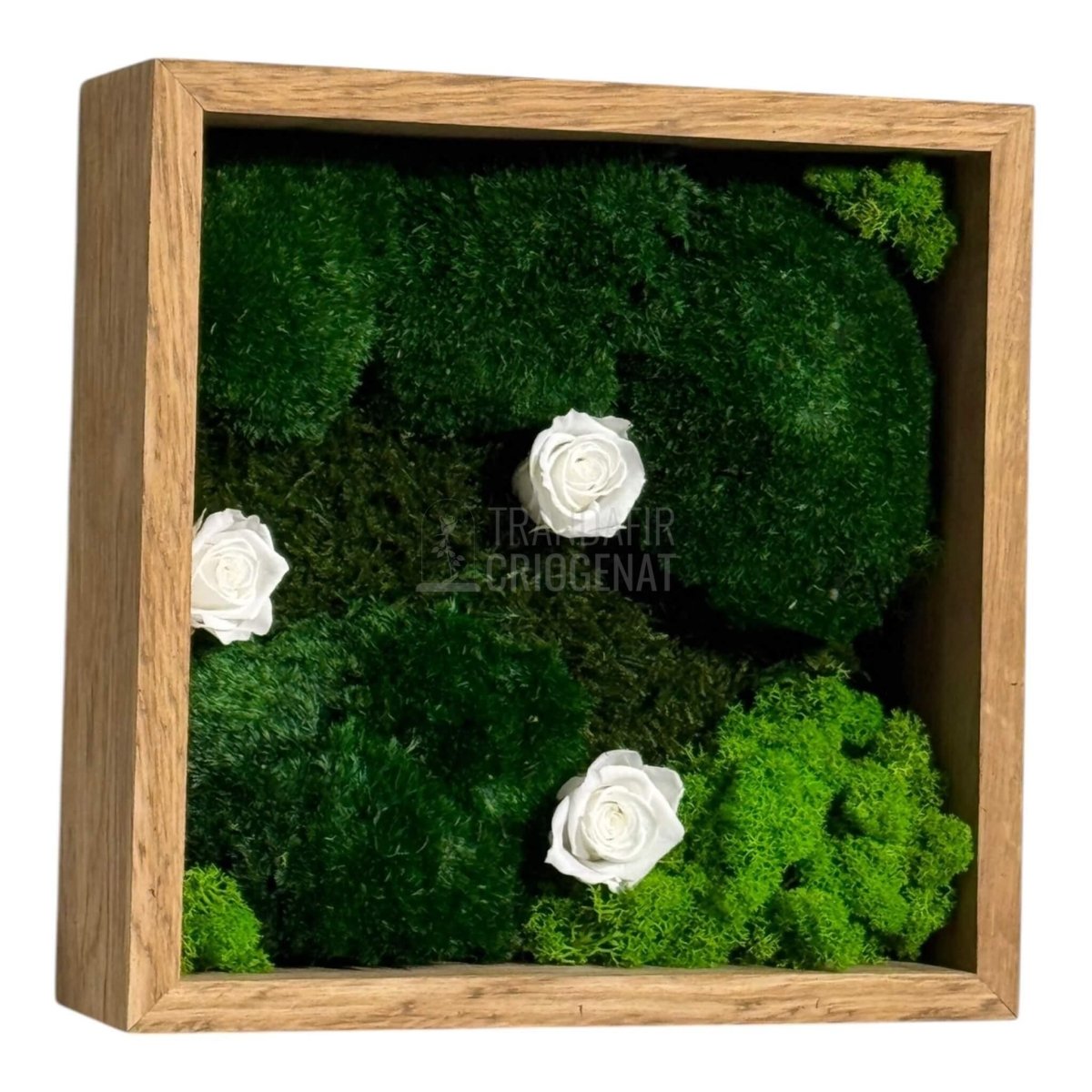 Tablou Natural Cu 3 Trandafiri Criogenați Albi Mușchi Și Licheni Ramă Stejar Masiv 27x27 Cm Elegant - Trandafir - Criogenat.ro