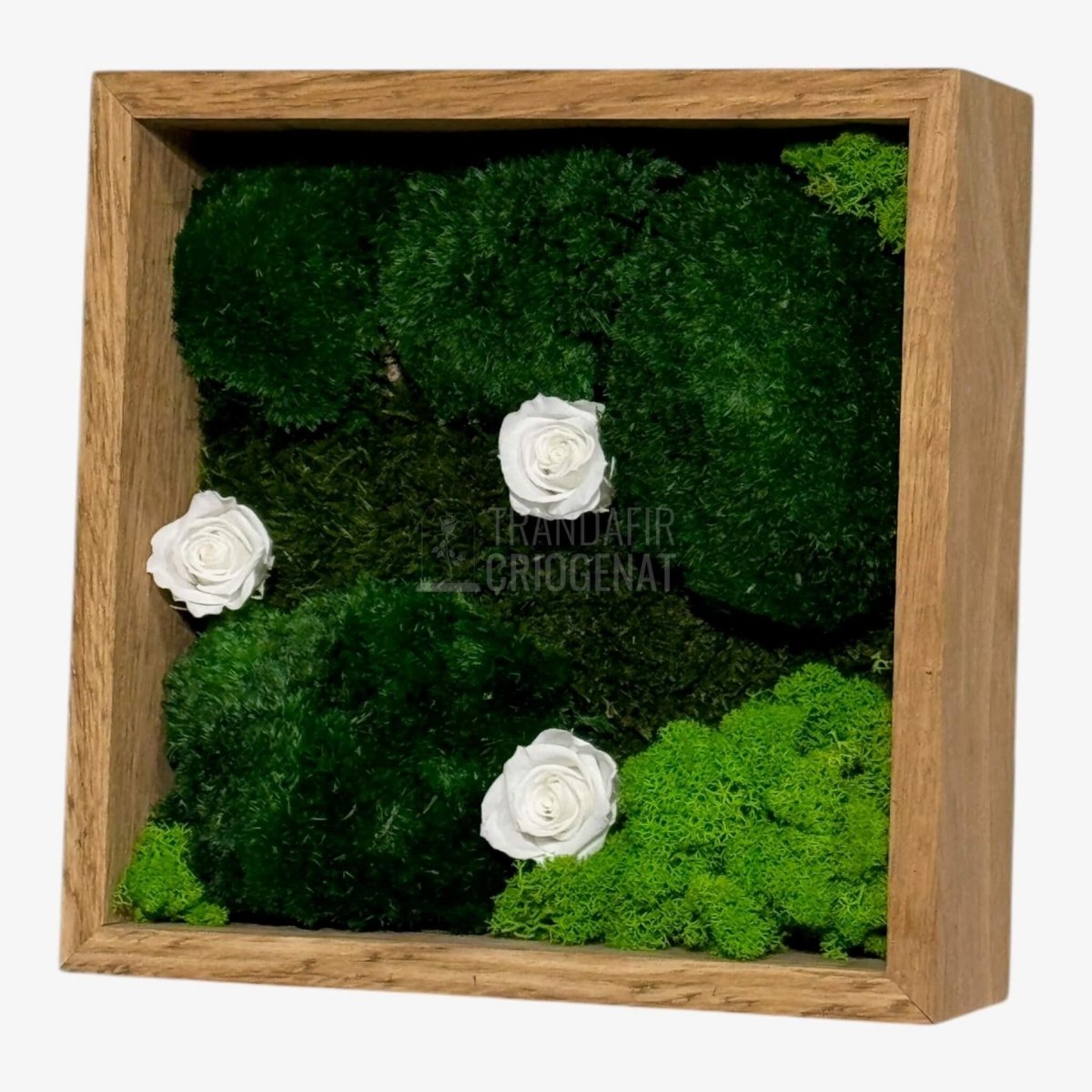 Tablou Natural Cu 3 Trandafiri Criogenați Albi Mușchi Și Licheni Ramă Stejar Masiv 27x27 Cm Elegant - Trandafir - Criogenat.ro