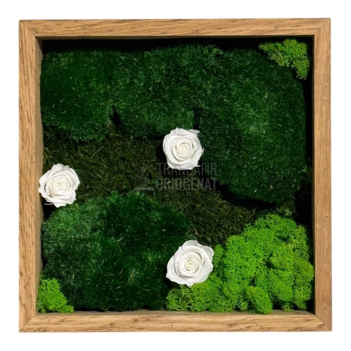 Tablou Natural Cu 3 Trandafiri Criogenați Albi Mușchi Și Licheni Ramă Stejar Masiv 27x27 Cm Elegant - Trandafir - Criogenat.ro