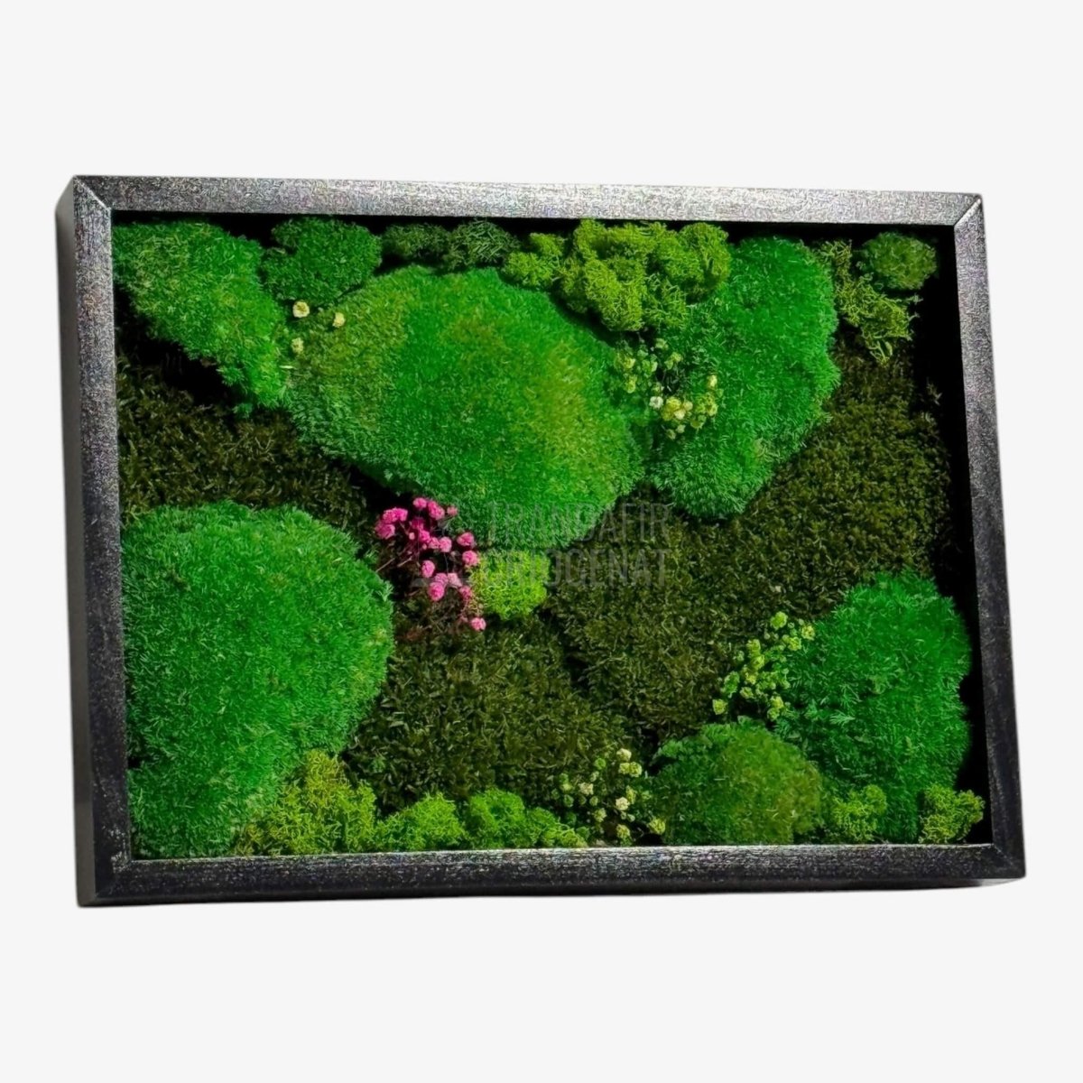 Tablou Natural Cu Mușchi Bombat Stabilizat Și Mușchi Plat Stabilizat Licheni Decorativi Naturali 30x40 Cm - Trandafir - Criogenat.ro