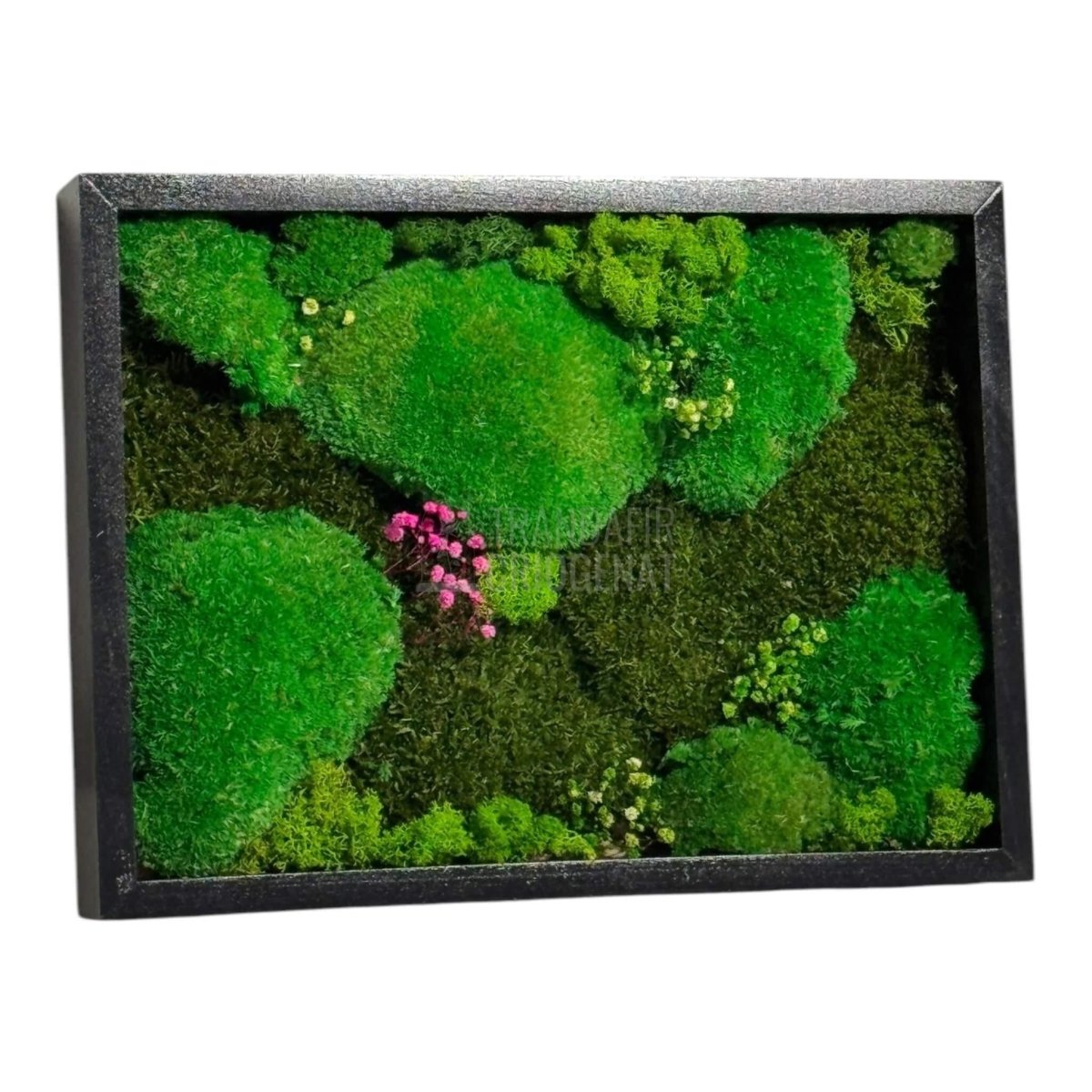 Tablou Natural Cu Mușchi Bombat Stabilizat Și Mușchi Plat Stabilizat Licheni Decorativi Naturali 30x40 Cm - Trandafir - Criogenat.ro