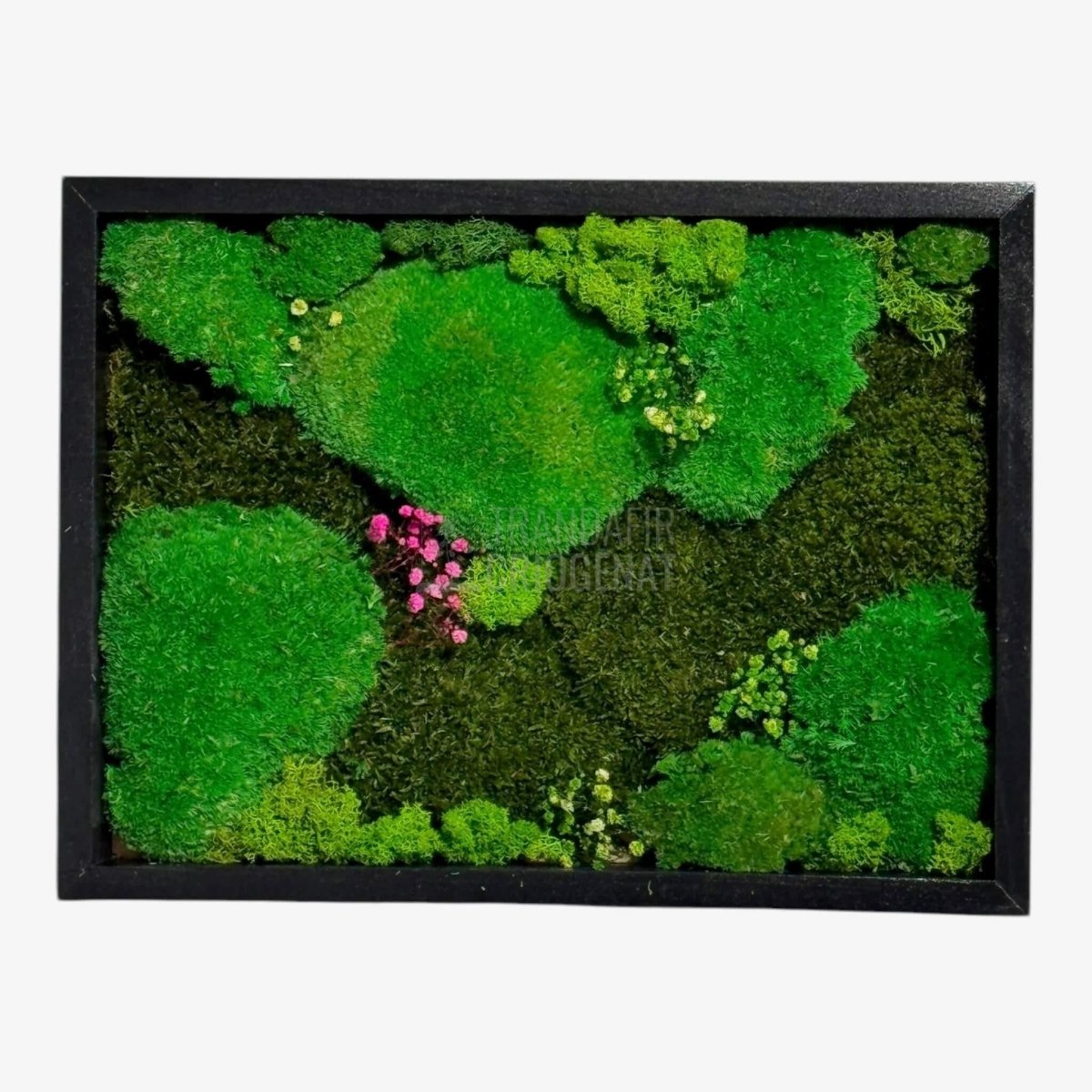 Tablou Natural Cu Mușchi Bombat Stabilizat Și Mușchi Plat Stabilizat Licheni Decorativi Naturali 30x40 Cm - Trandafir - Criogenat.ro