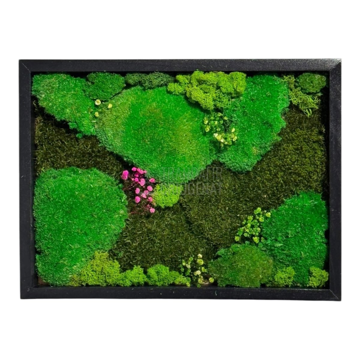 Tablou Natural Cu Mușchi Bombat Stabilizat Și Mușchi Plat Stabilizat Licheni Decorativi Naturali 30x40 Cm - Trandafir - Criogenat.ro