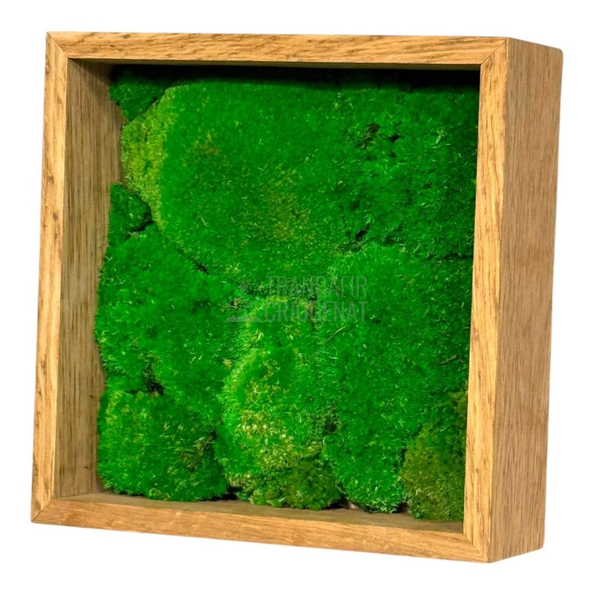 Tablou Natural Cu Mușchi Bombat Stabilizat Verde Viu Fără Întreținere Pentru Decor Interior Elegant - Trandafir - Criogenat.ro