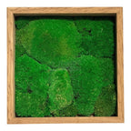 Tablou Natural Cu Mușchi Bombat Stabilizat Verde Viu Fără Întreținere Pentru Decor Interior Elegant - Trandafir - Criogenat.ro