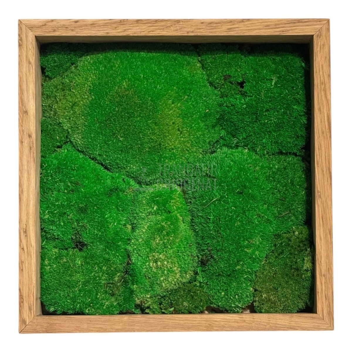 Tablou Natural Cu Mușchi Bombat Stabilizat Verde Viu Fără Întreținere Pentru Decor Interior Elegant - Trandafir - Criogenat.ro