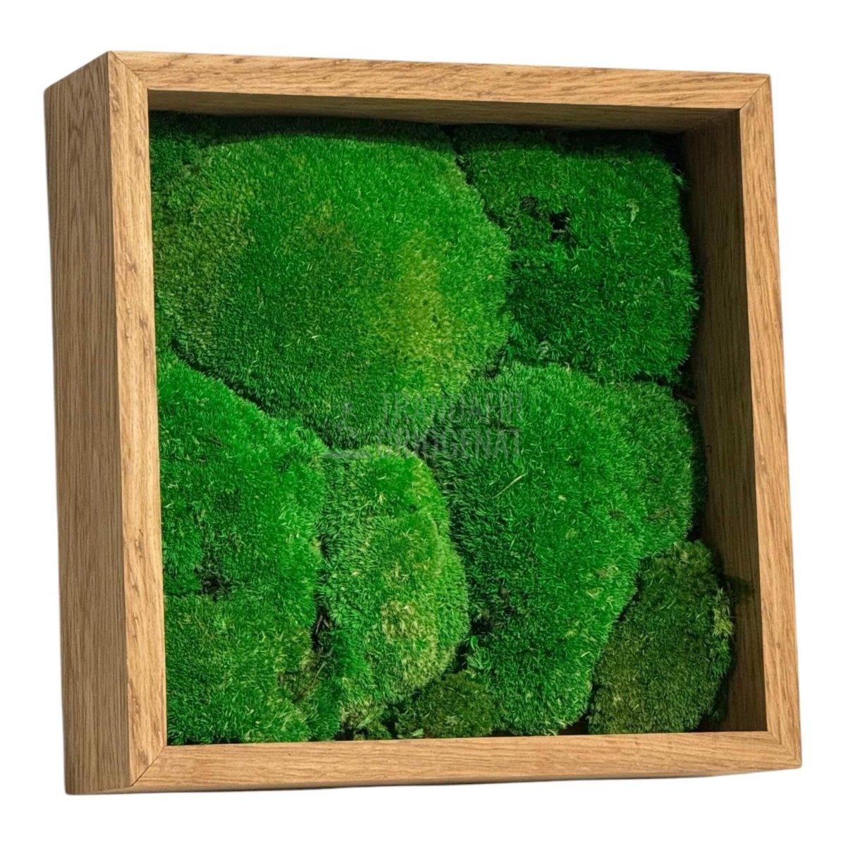 Tablou Natural Cu Mușchi Bombat Stabilizat Verde Viu Fără Întreținere Pentru Decor Interior Elegant - Trandafir - Criogenat.ro