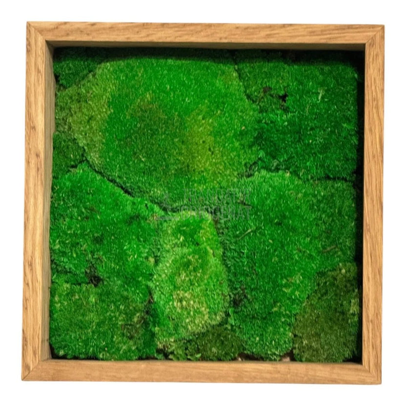 Tablou Natural Cu Mușchi Bombat Stabilizat Verde Viu Fără Întreținere Pentru Decor Interior Elegant - Trandafir - Criogenat.ro