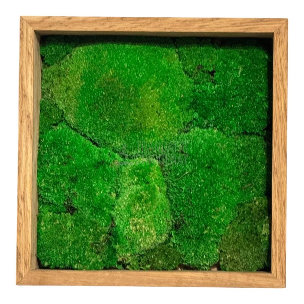 Tablou Natural Cu Mușchi Bombat Stabilizat Verde Viu Fără Întreținere Pentru Decor Interior Elegant - Trandafir - Criogenat.ro