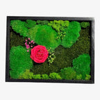 Tablou Natural Cu Mușchi Licheni Și Trandafir Criogenat Roz Închis 30x40 Cm Decor Elegant Pentru Sufragerie Sau Birou - Trandafir - Criogenat.ro