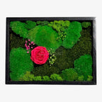 Tablou Natural Cu Mușchi Licheni Și Trandafir Criogenat Roz Închis 30x40 Cm Decor Elegant Pentru Sufragerie Sau Birou - Trandafir - Criogenat.ro