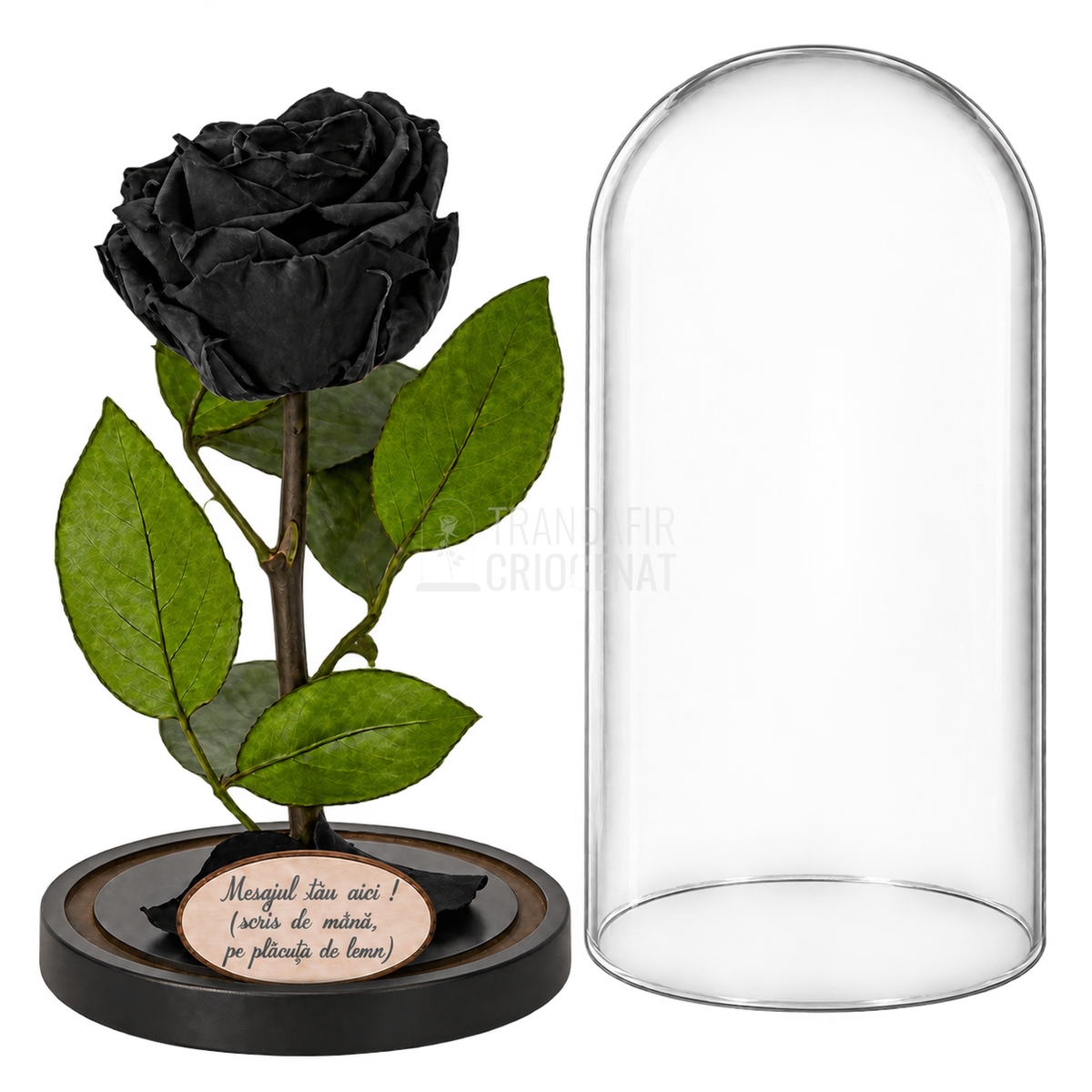 Trandafir criogenat Premium negru în cupolă de sticlă 12 × 25 cm — simplu — cu mesaj — detalii și unghiuri
