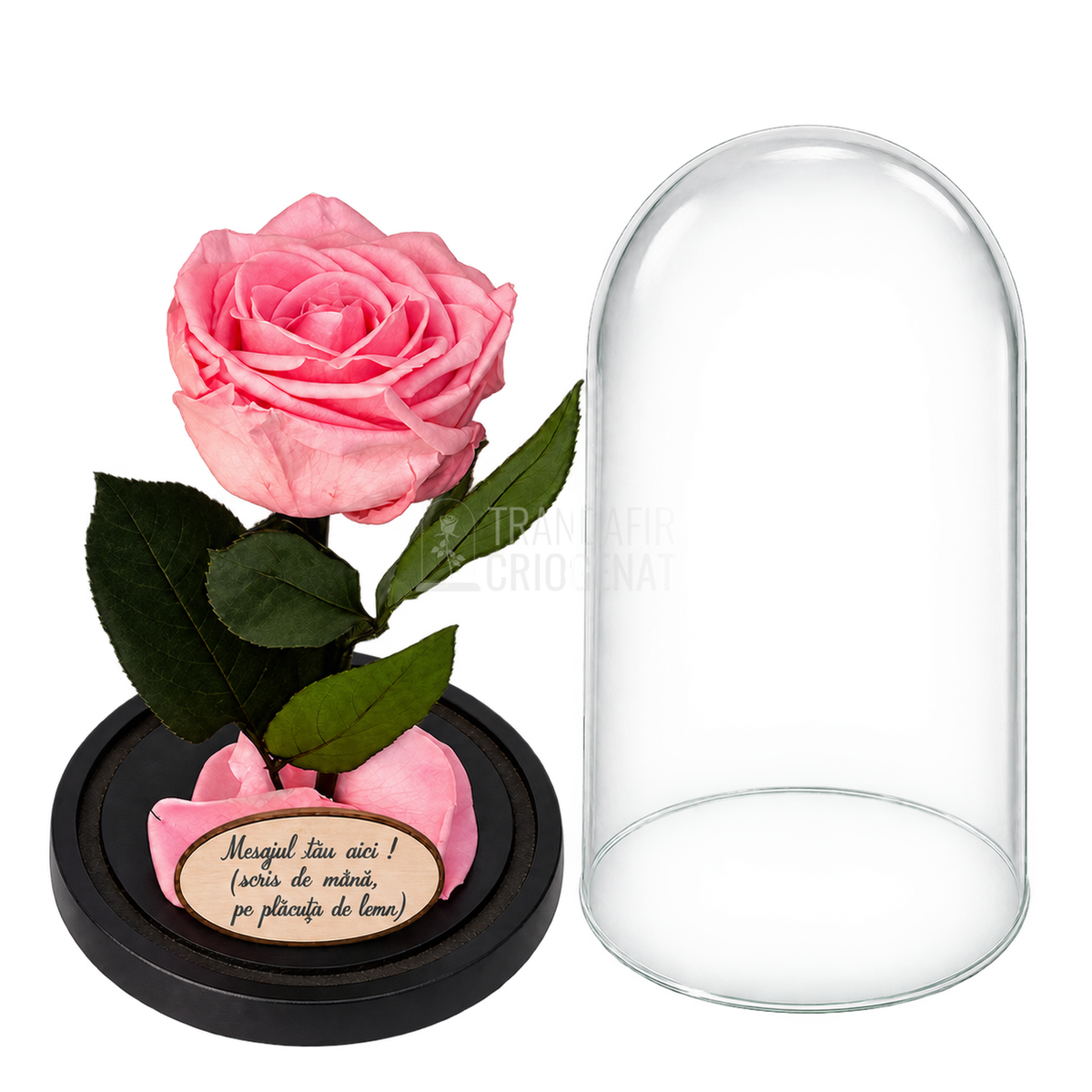 Trandafir criogenat Premium roz pastel în cupolă de sticlă 12 × 25 cm — simplu — cu mesaj — detalii și unghiuri