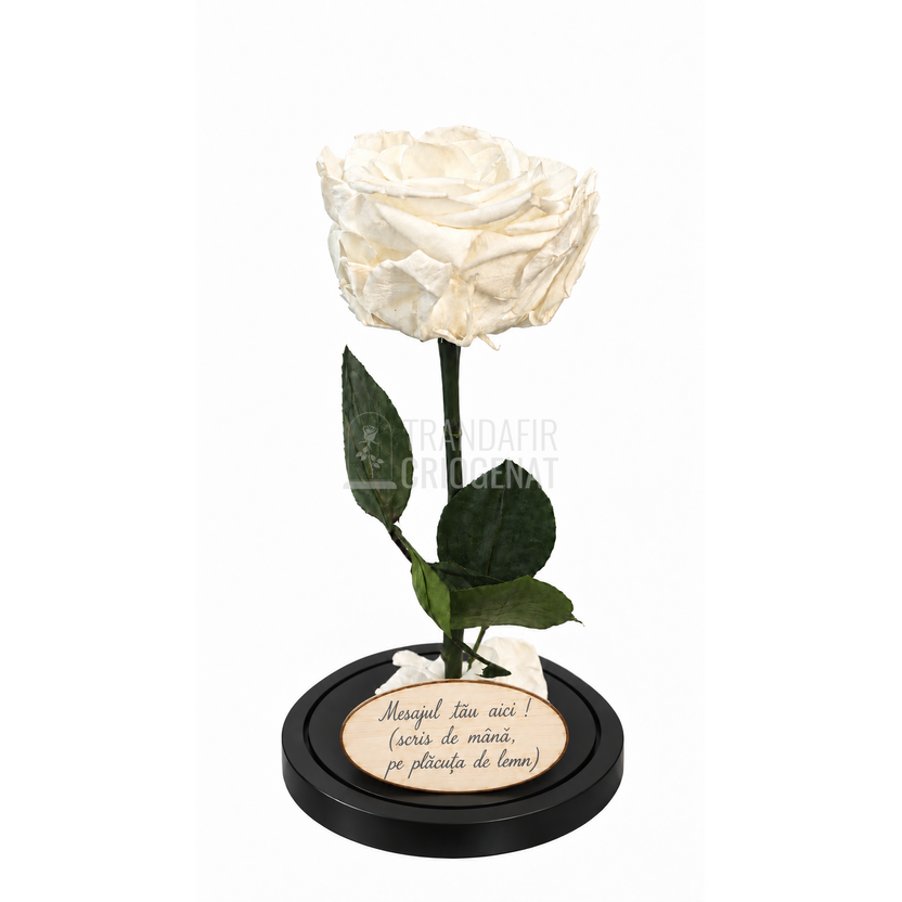 Trandafir criogenat Premium alb în cupolă de sticlă 12 × 25 cm — simplu — cu mesaj — vedere de sus sau alt unghi
