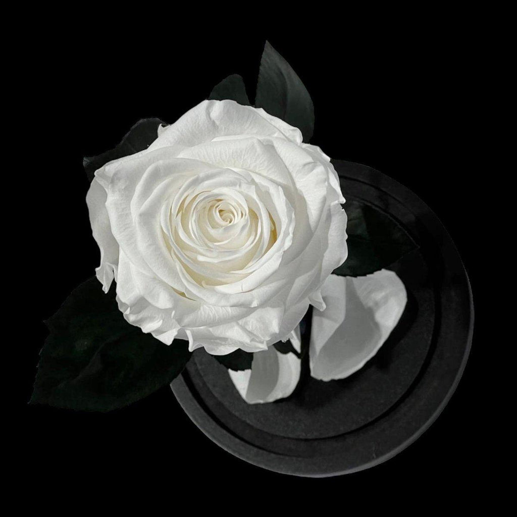 Trandafir Criogenat Alb Elegant Cu Cupolă De Sticlă 8 Cm Cadou Perfect - Trandafir - Criogenat.ro