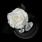 Trandafir Criogenat Alb Elegant Cu Cupolă De Sticlă 8 Cm Cadou Perfect - Trandafir - Criogenat.ro