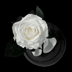 Trandafir Criogenat Alb Elegant Cu Cupolă De Sticlă 8 Cm Cadou Perfect - Trandafir - Criogenat.ro