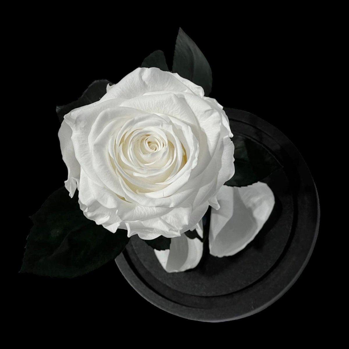 Trandafir Criogenat Alb Elegant Cu Cupolă De Sticlă 8 Cm Cadou Perfect - Trandafir - Criogenat.ro