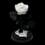 Trandafir Criogenat Alb Elegant Cu Cupolă De Sticlă 8 Cm Cadou Perfect - Trandafir - Criogenat.ro