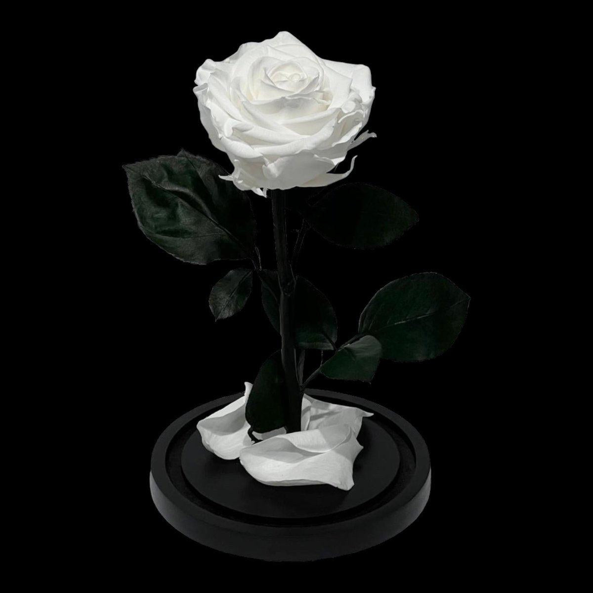 Trandafir Criogenat Alb Elegant Cu Cupolă De Sticlă 8 Cm Cadou Perfect - Trandafir - Criogenat.ro