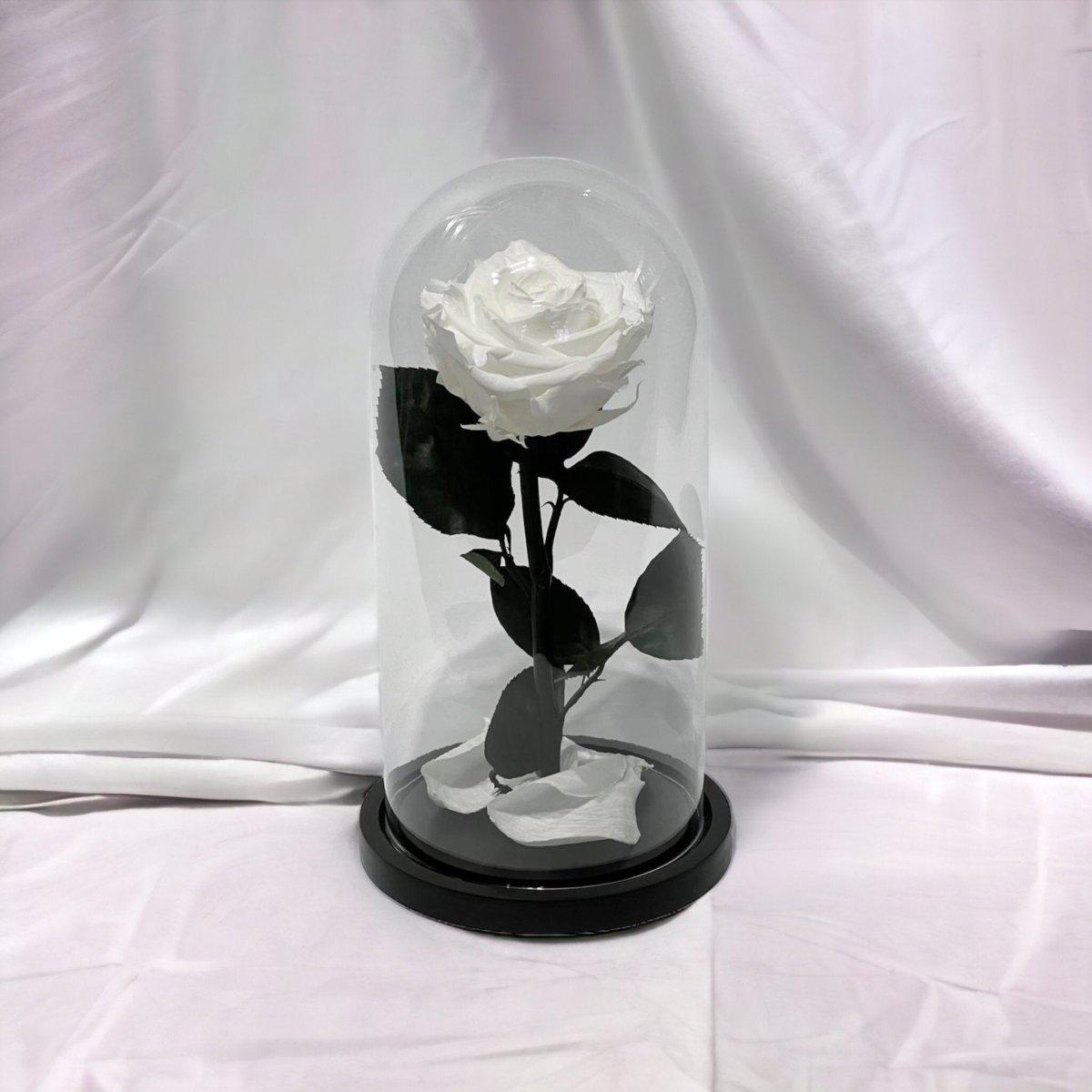 Trandafir Criogenat Alb Elegant Cu Cupolă De Sticlă 8 Cm Cadou Perfect - Trandafir - Criogenat.ro