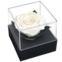 Trandafir criogenat alb în cutie cadou 10 × 10 × 11 cm - Trandafir-Criogenat.ro