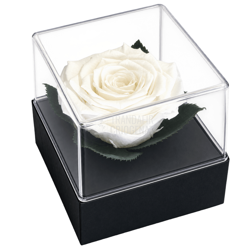 Trandafir criogenat alb în cutie cadou 10 × 10 × 11 cm - Trandafir-Criogenat.ro