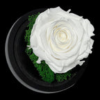 Trandafir Criogenat Alb Premium Cu Cupolă Sticlă 8 cm Blat Lemn Elegant 10x15 cm - Trandafir - Criogenat.ro