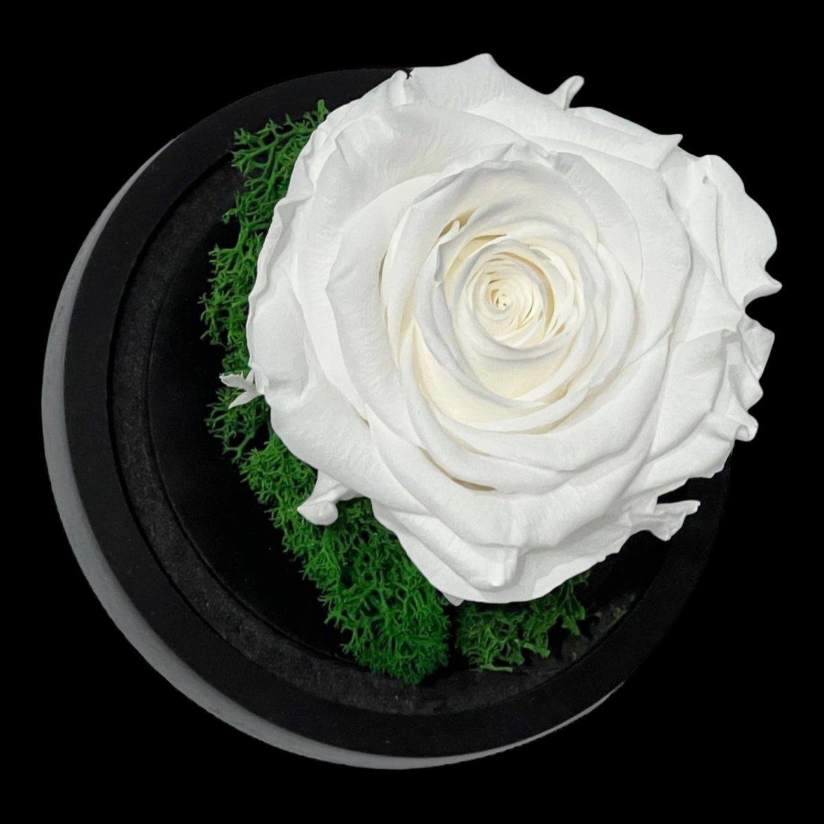 Trandafir Criogenat Alb Premium Cu Cupolă Sticlă 8 cm Blat Lemn Elegant 10x15 cm - Trandafir - Criogenat.ro