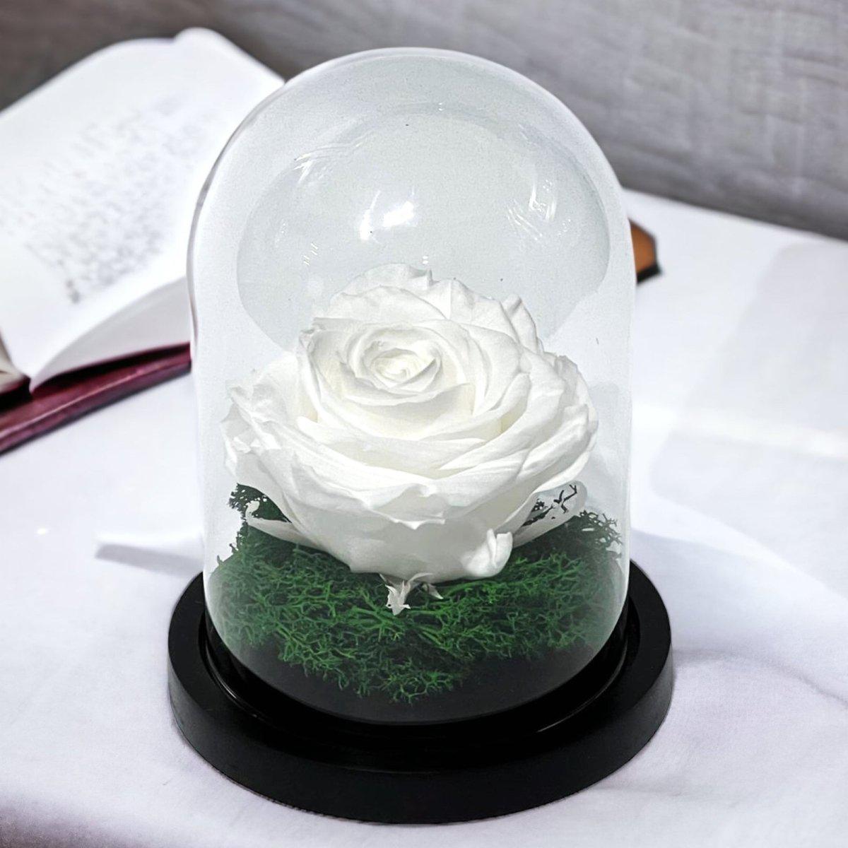 Trandafir Criogenat Alb Premium Cu Cupolă Sticlă 8 cm Blat Lemn Elegant 10x15 cm - Trandafir - Criogenat.ro