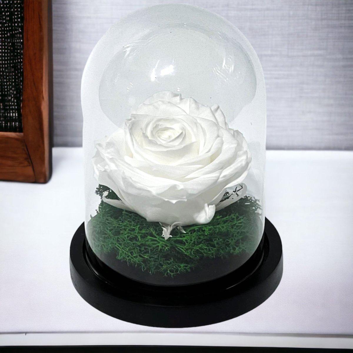 Trandafir Criogenat Alb Premium Cu Cupolă Sticlă 8 cm Blat Lemn Elegant 10x15 cm - Trandafir - Criogenat.ro