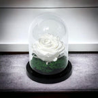 Trandafir Criogenat Alb Premium Cu Cupolă Sticlă 8 cm Blat Lemn Elegant 10x15 cm - Trandafir - Criogenat.ro
