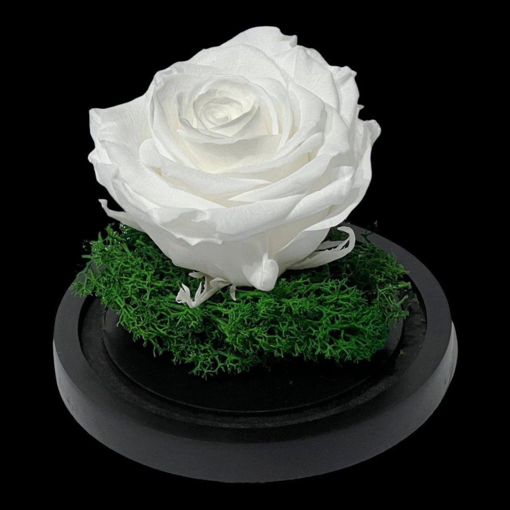 Trandafir Criogenat Alb Premium Cu Cupolă Sticlă 8 cm Blat Lemn Elegant 10x15 cm - Trandafir - Criogenat.ro