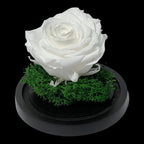Trandafir Criogenat Alb Premium Cu Cupolă Sticlă 8 cm Blat Lemn Elegant 10x15 cm - Trandafir - Criogenat.ro