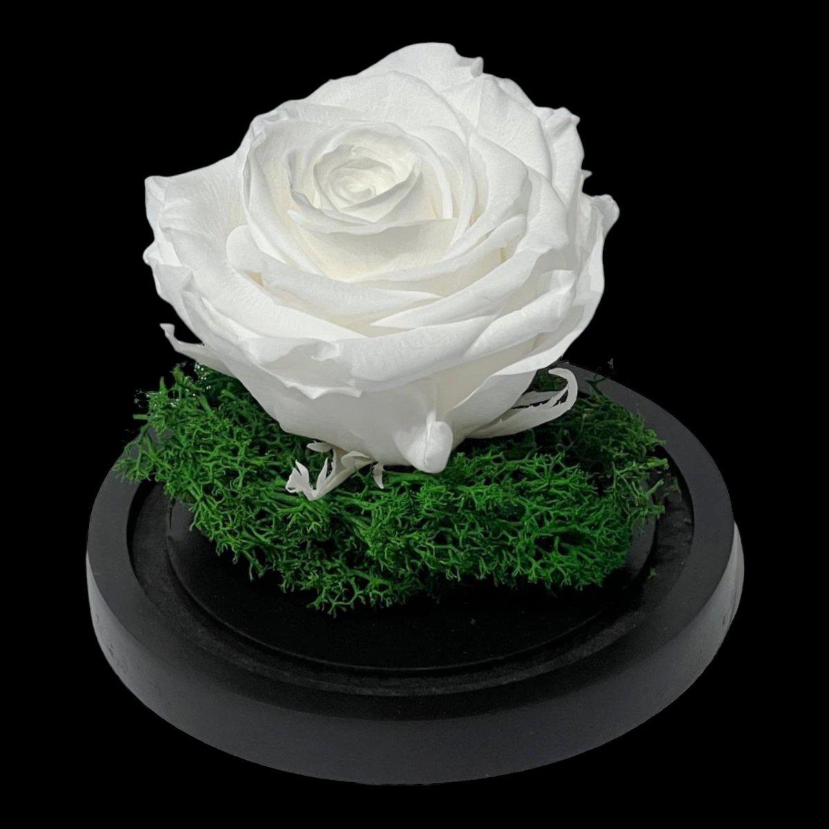 Trandafir Criogenat Alb Premium Cu Cupolă Sticlă 8 cm Blat Lemn Elegant 10x15 cm - Trandafir - Criogenat.ro