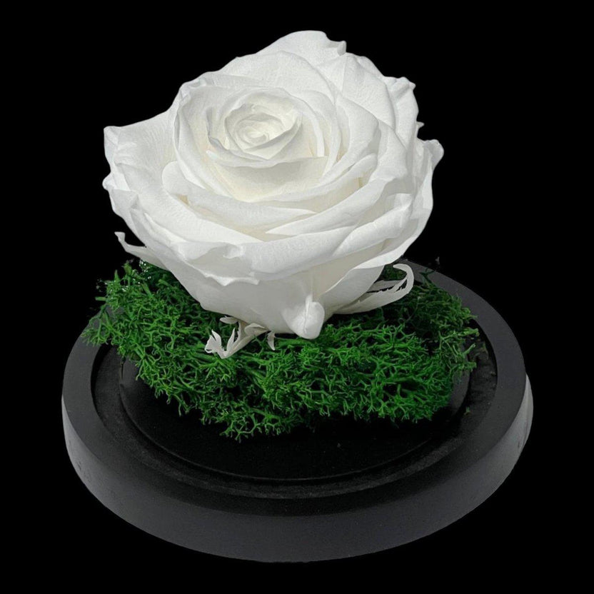 Trandafir Criogenat Alb Premium Cu Cupolă Sticlă 8 cm Blat Lemn Elegant 10x15 cm - Trandafir - Criogenat.ro