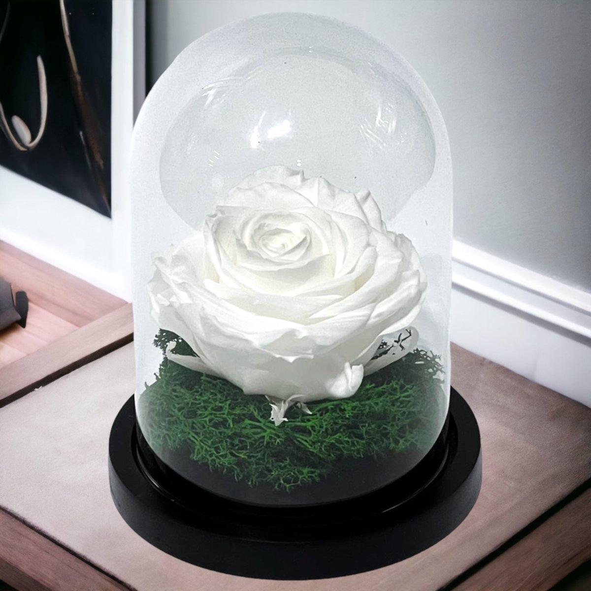 Trandafir Criogenat Alb Premium Cu Cupolă Sticlă 8 cm Blat Lemn Elegant 10x15 cm - Trandafir - Criogenat.ro