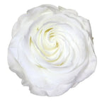 Trandafir Criogenat Alb Premium Ø8cm În Cupolă De Sticlă 12x25cm Cadou Elegant - Trandafir - Criogenat.ro