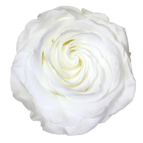Trandafir Criogenat Alb Premium Ø8cm În Cupolă De Sticlă 12x25cm Cadou Elegant - Trandafir - Criogenat.ro