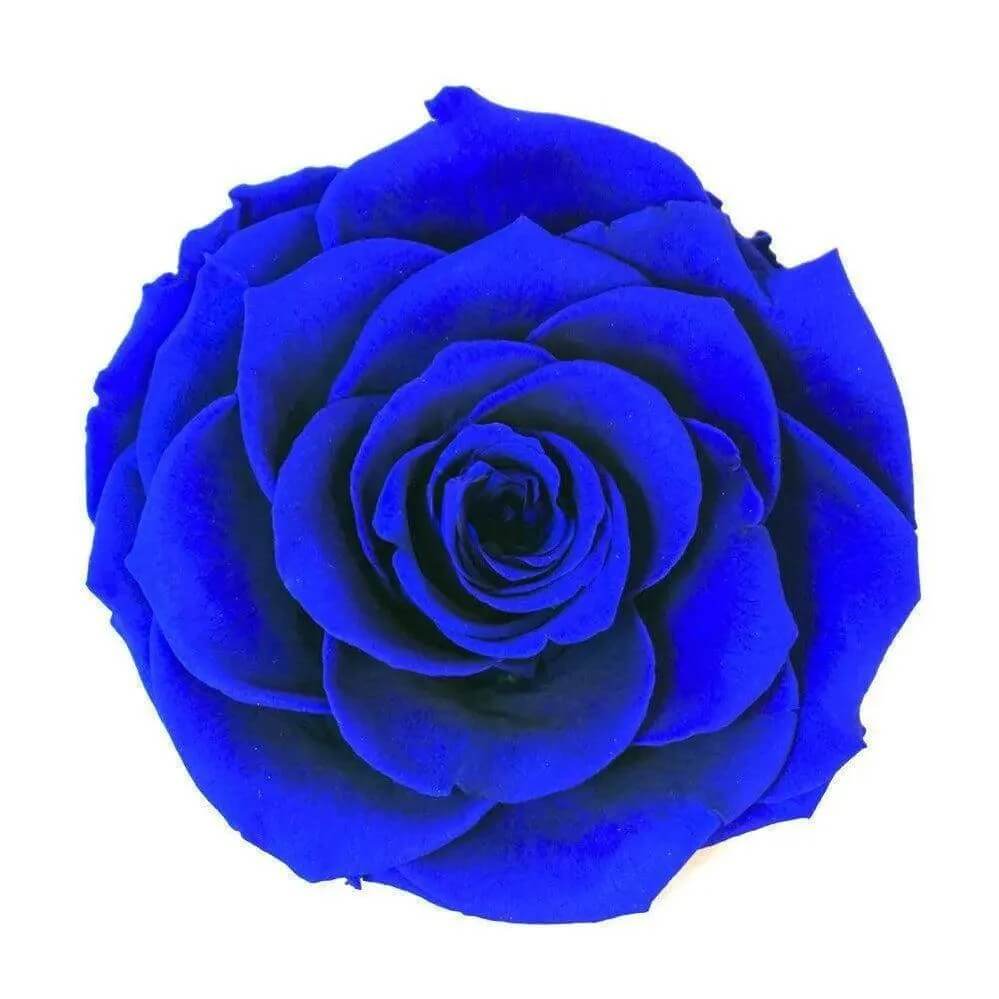 Trandafir Criogenat Albastru Bella În Cupolă Elegantă 8 cm Cadou Nemuritor - Trandafir - Criogenat.ro