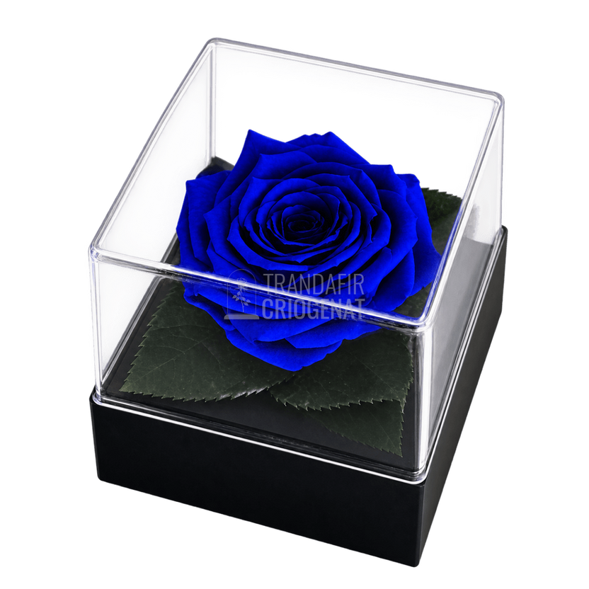 Trandafir criogenat albastru în cutie cadou 10 × 10 × 11 cm - Trandafir-Criogenat.ro