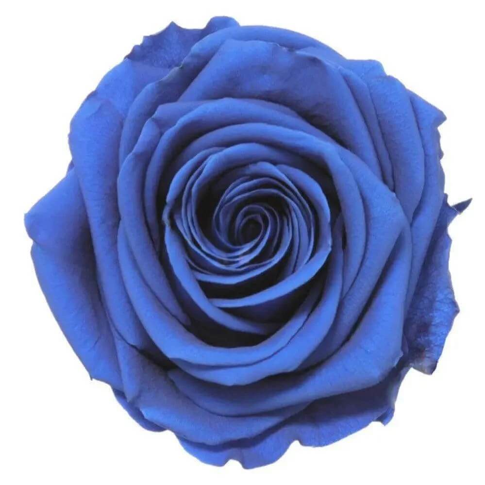 Trandafir Criogenat Albastru Premium In Cupola De Sticla 12x25cm Diametru 8cm - Trandafir - Criogenat.ro