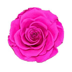 Trandafir Criogenat Bella Ciclam În Cupolă De Sticlă 8 Cm Cadou Elegant 10x20 Cm - Trandafir - Criogenat.ro