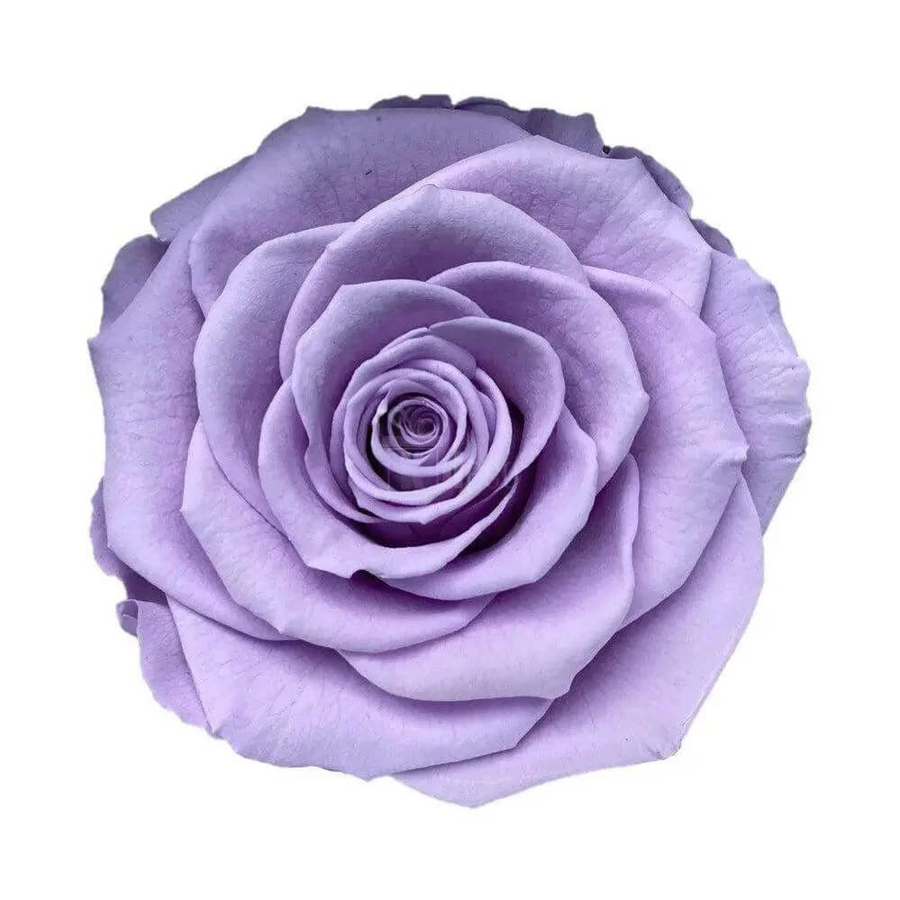 Trandafir Criogenat Bella Lila Diametru 8 Cm În Cupolă De Sticlă Elegantă 12x25 - Trandafir - Criogenat.ro