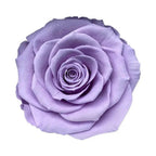 Trandafir Criogenat Bella Lila Diametru 8 Cm În Cupolă De Sticlă Elegantă 12x25 - Trandafir - Criogenat.ro