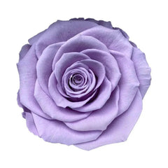Trandafir Criogenat Bella Lila Diametru 8 Cm În Cupolă De Sticlă Elegantă 12x25 - Trandafir - Criogenat.ro