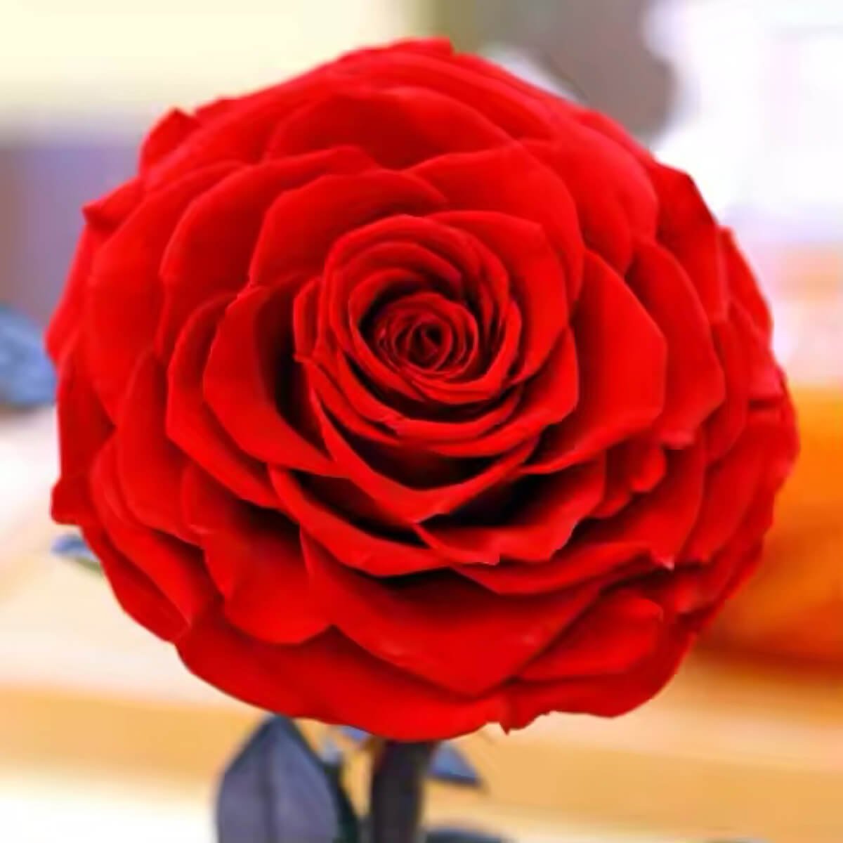 Trandafir Criogenat bella rosu in cupola de sticla 10x20cm, cu mesaj scris - Trandafir - Criogenat.ro