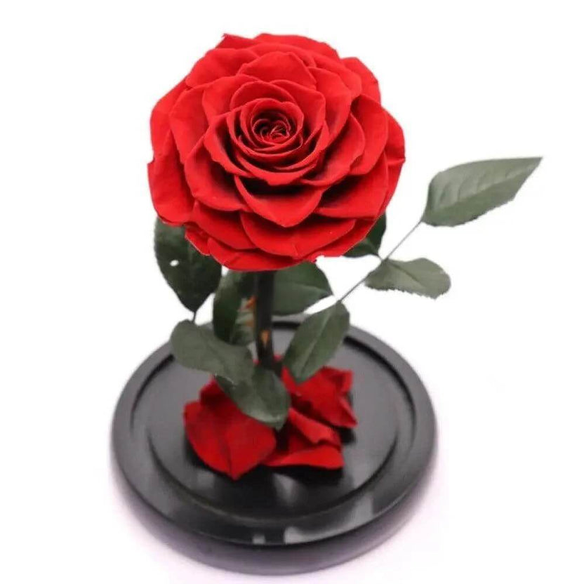 Trandafir Criogenat Bella Roșu în Cupolă de Sticlă Elegantă Cadou 12x25cm - Trandafir - Criogenat.ro